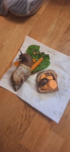 Schneggobert und Schneggoberta 1.jpg