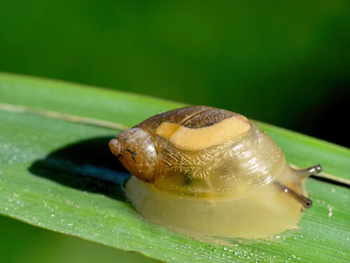 Schnecke.jpg