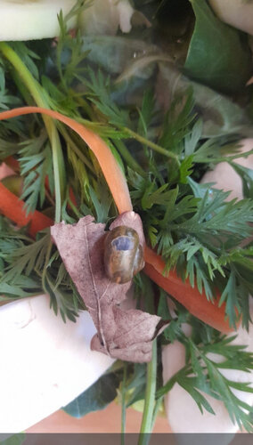 schnecke.jpg