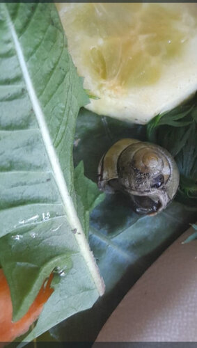 Schnecke2.jpg