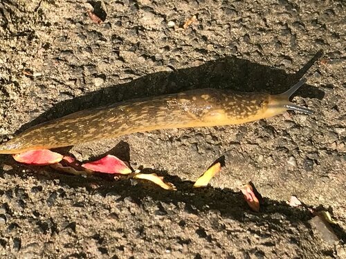 Bierschnegel Heide Friedhof 29.04.2025..jpg
