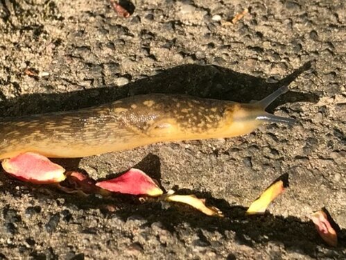 Bierschnegel Heide Friedhof 29.04.2025.jpg