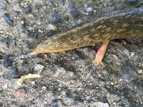 Bierschnegel Heide Friedhof 29.04.2025...jpg