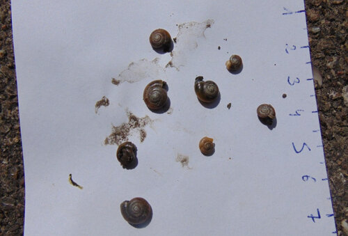Knoblauch.jpg