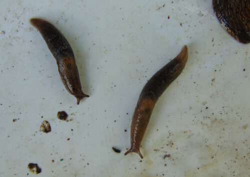 Deroceras indet. Ackerschnecke Strübbel Garten 01.05.2025.jpg