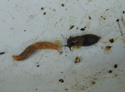 Deroceras indet. Ackerschnecke Strübbel Garten 01.05.2025..jpg