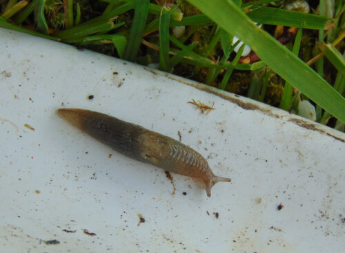 Deroceras indet. Ackerschnecke Strübbel Garten 22.05.2025.jpg