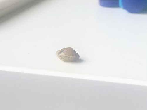 IMG_1511.jpeg