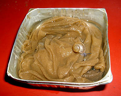 babyschneckenwassernapf_.jpg