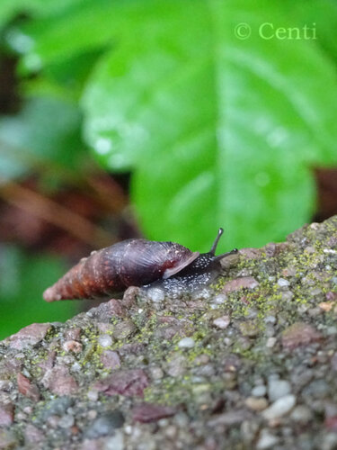 schliessmundschnecke2.jpg
