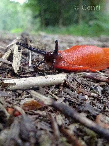 wegschnecke.jpg