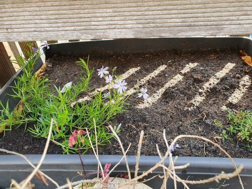 Phlox.jpg