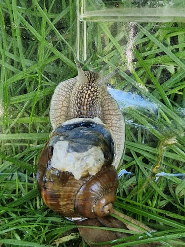 Verletzte Schnecke - Kopie.jpg