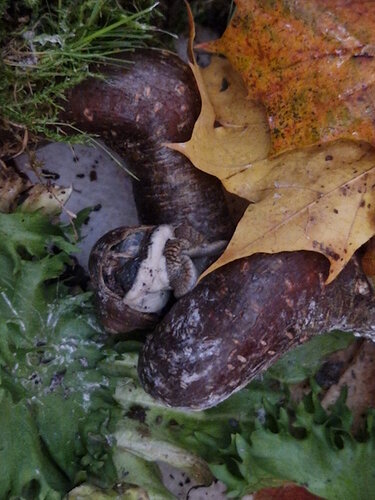 Schnecke 1.jpg