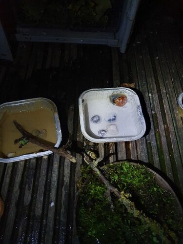 Rosi  im Kalkbrei.jpg