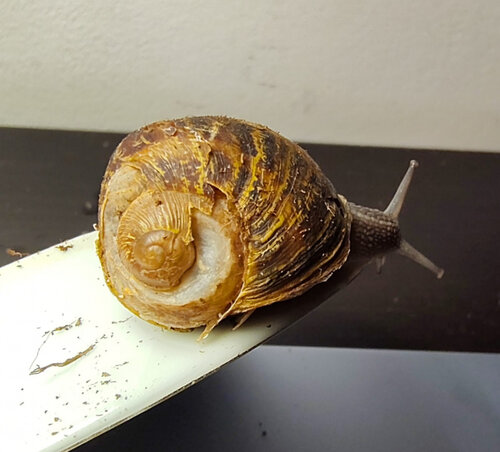 Schneckbert.jpeg