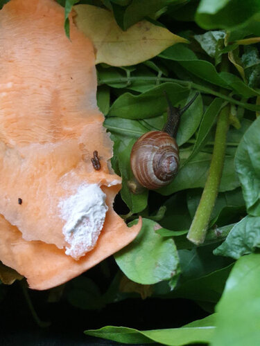 Kleines Meeresfrüchtchen 5.jpg