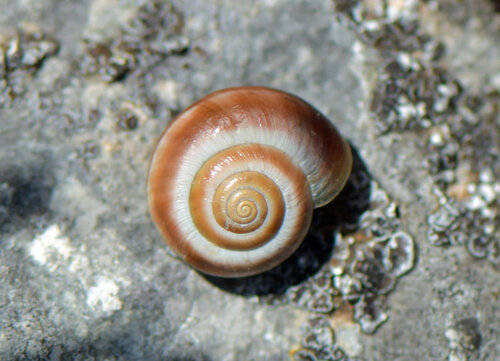 2025.05.28._P1394_Helicella itala (Gemeine Heideschnecke)_A.jpg