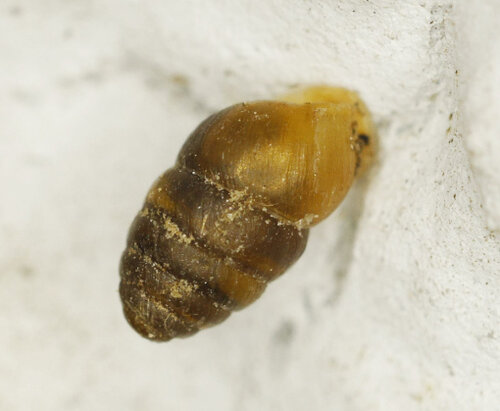 016kl_EWiesmannskotten_Pupilla spec._10.10.2025.JPG