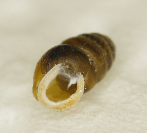 014kl_EWiesmannskotten_Pupilla spec._12.10.2025.JPG