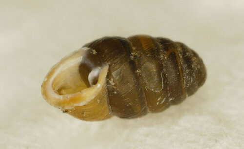 016kl_EWiesmannskotten_Pupilla spec._12.10.2025.JPG