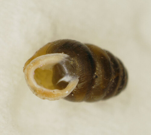 054kl_EWiesmannskotten_Pupilla spec._12.10.2025.JPG