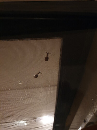 Die Nano-Zwillinge3.jpg