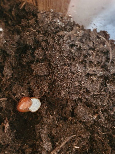 Rosi2 mit Kalkdeckel.jpg