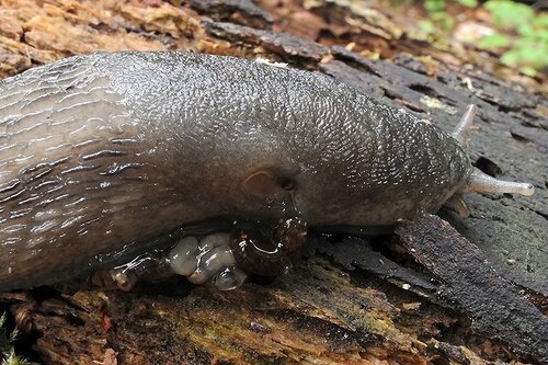Limax cinereoniger - Darmentleerung.jpg