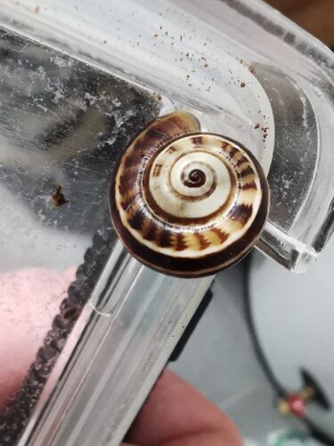 Snail1.jpg