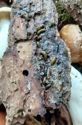 Jungvolk (ohne Optimierung).jpg