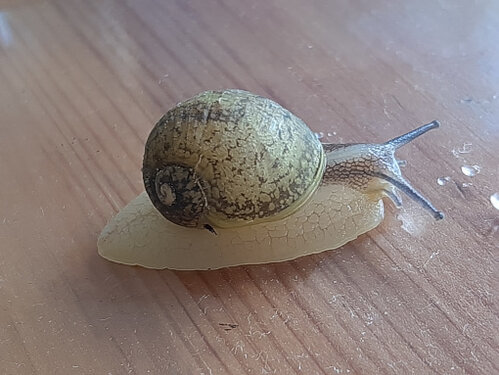 schnecke_kohlrabi_edeka_verkleinert.jpg