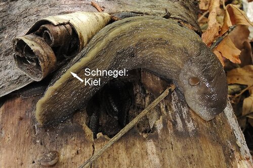 Schnegel.jpg