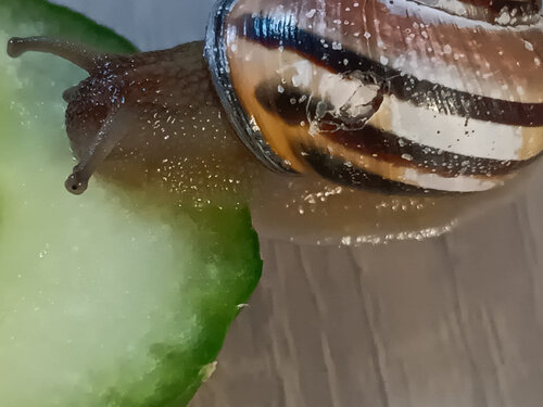 Größere Schnecke, Gehäuse kaput.jpeg