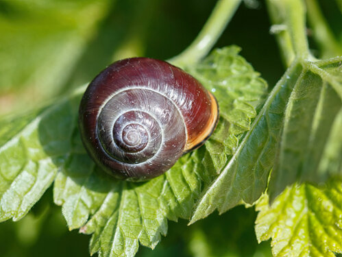 Cepaea_nemoralis.jpg