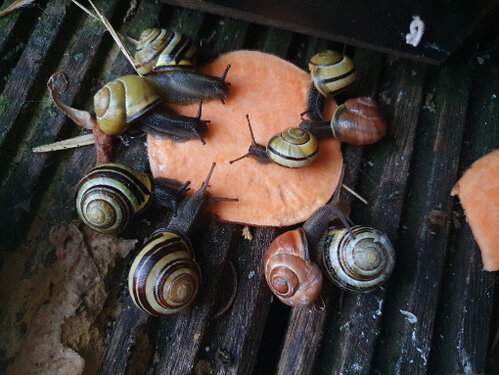 Rosi1 beim Abendessen.jpg