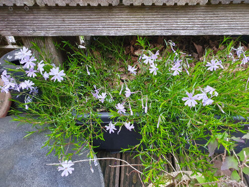 Phlox im Mai.jpg