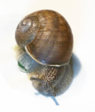 Cornu_DSC03339.jpg