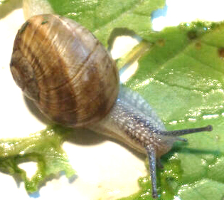 Cornu_DSC03335.jpg