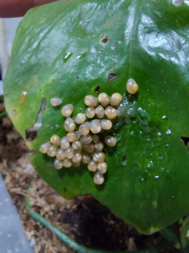 A. atricallosus 5.jpg
