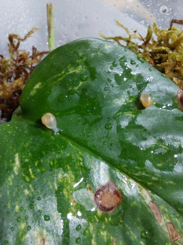 A. atricallosus 6.jpg