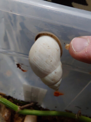 A. atricallosus 4.jpg