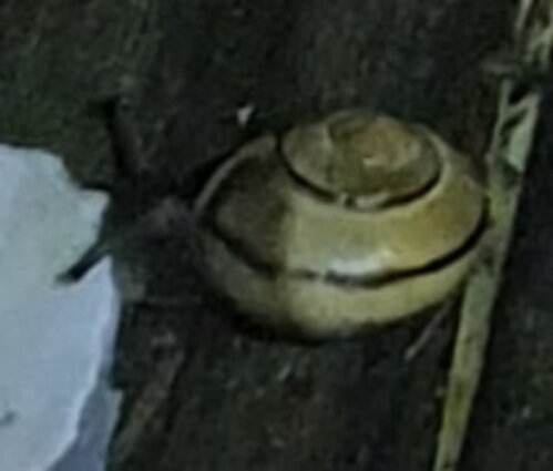 grauer Schatten 1.jpg
