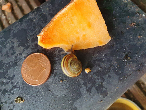 1cent5.jpg
