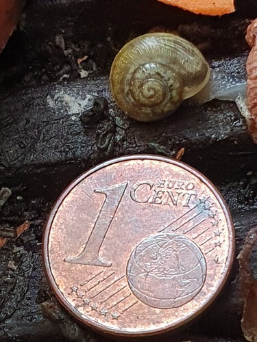 1cent8.jpg