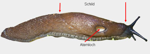 Wegschnecke rechts.JPG