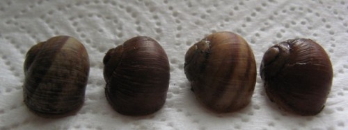 IMG_0957.JPG