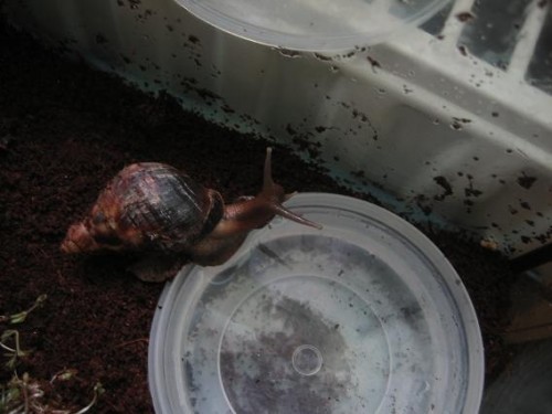 A.fulica.JPG