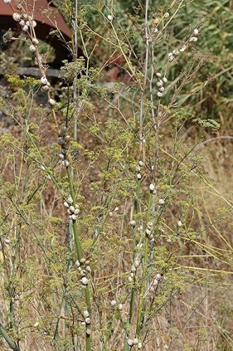 DSC_3794 Schneckenmassen an Dill, Schärfe 19 %.JPG