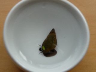 P1030556 [320x200].JPG